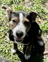 Bear, a male Siberian Husky and American Pit Bull Terrier for sale in Orlando, FL – 1 of 1
