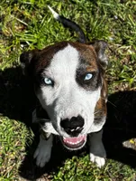 Nena, a female Siberian Husky and American Pit Bull Terrier for sale in Orlando, FL – 1 of 1