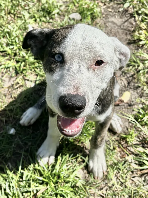 Phantom – Siberian Husky, American Pit Bull Terrier puppy for sale in Orlando, FL