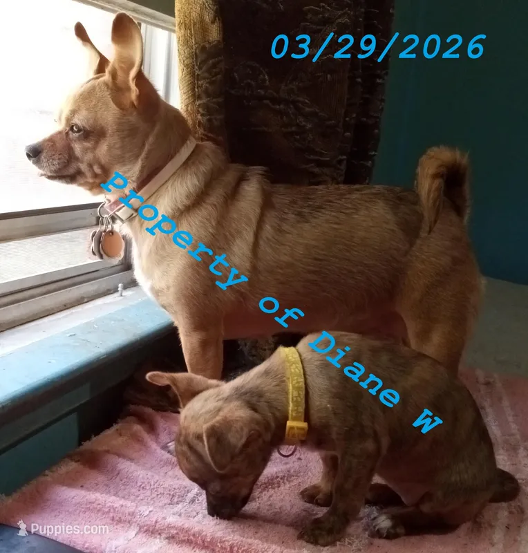 Girl Chihuahua / Jack Russell Puppy – Jack Russell Terrier, Chihuahua puppy for sale in Hampton, VA