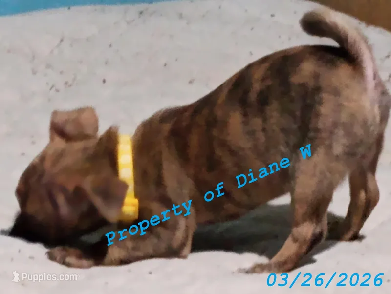 Girl Chihuahua / Jack Russell Puppy – Jack Russell Terrier, Chihuahua puppy for sale in Hampton, VA