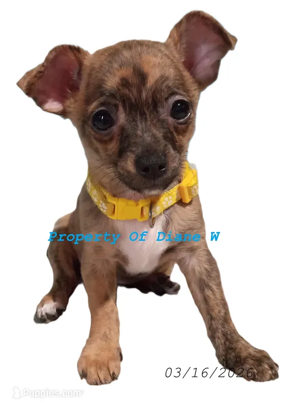 ZORA - Chihuahua / Jack Russell Puppy JackChi – Jack Russell Terrier, Chihuahua puppy for sale in Hampton, VA