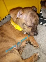 Girl Chihuahua / Jack Russell Puppy, a female Jack Russell Terrier and Chihuahua for sale in Hampton, VA – Photo 5 of 6