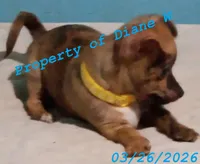 Girl Chihuahua / Jack Russell Puppy, a female Jack Russell Terrier and Chihuahua for sale in Hampton, VA – Photo 1 of 6