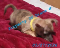 Girl Chihuahua / Jack Russell Puppy, a female Jack Russell Terrier and Chihuahua for sale in Hampton, VA – Photo 3 of 6