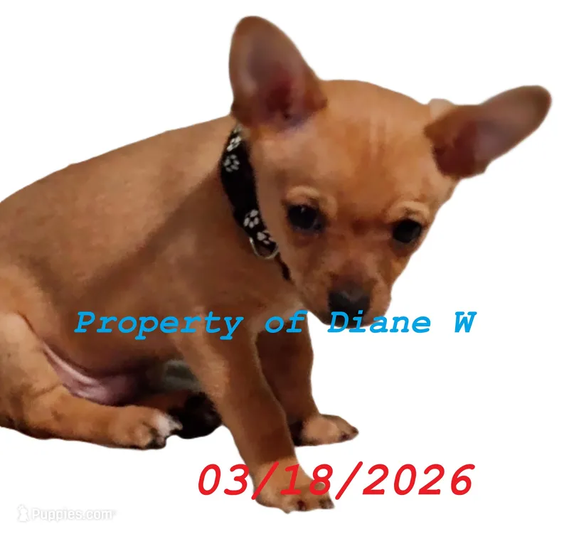 Midas Chihuahua / Jack Russell Puppy JackChi – Jack Russell Terrier, Chihuahua puppy for sale in Hampton, VA