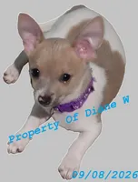 Willow Girl Puppy - Small Breed - Jack Chi - Chihuahua / Jack Russell , a female Jack Russell Terrier and Chihuahua for sale in Hampton, VA – 2 of 5