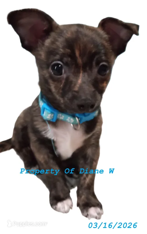 Onyx - Chihuahua / Jack Russell Puppy JackChi – Jack Russell Terrier, Chihuahua puppy for sale in Hampton, VA