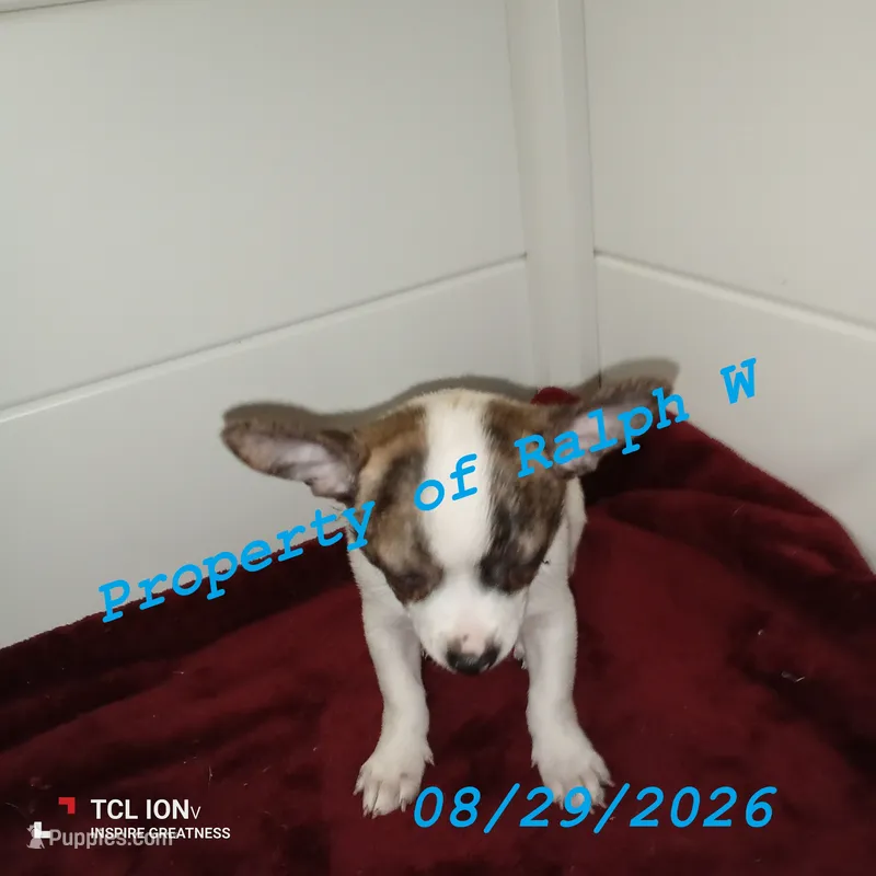 Patches - Chihuahua / Jack Russell Puppy JackChi • FEMALE – Jack Russell Terrier, Chihuahua puppy for sale in Hampton, VA