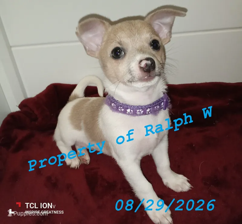Willow - Chihuahua / Jack Russell Puppy JackChi • FEMALE – Jack Russell Terrier, Chihuahua puppy for sale in Hampton, VA