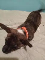 Girl1, a female Jack Russell Terrier and Chihuahua for sale in Hampton, VA – Photo 2 of 2