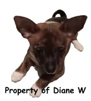 Girl1, a female Jack Russell Terrier and Chihuahua for sale in Hampton, VA – Photo 1 of 2