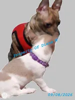 Willow Girl Puppy - Small Breed - Jack Chi - Chihuahua / Jack Russell , a female Jack Russell Terrier and Chihuahua for sale in Hampton, VA – 5 of 5
