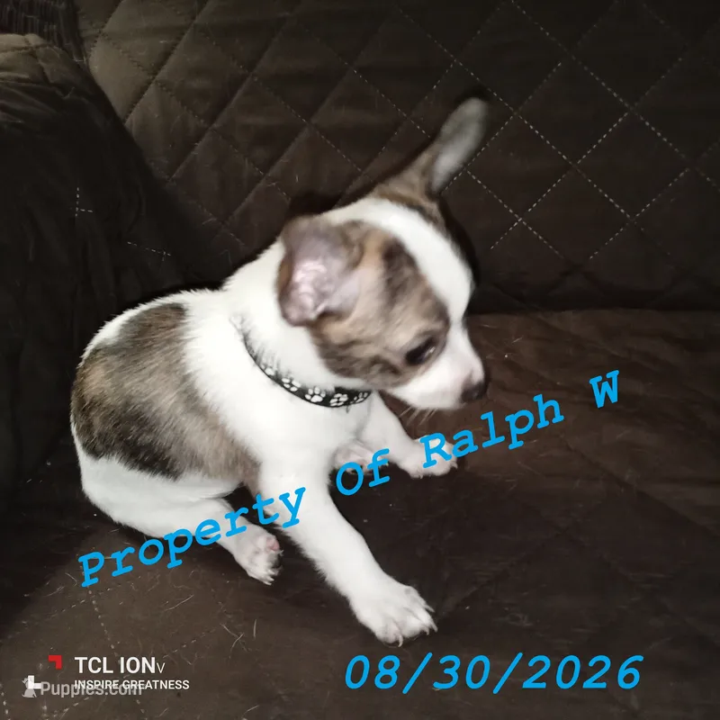 Patches - Chihuahua / Jack Russell Puppy JackChi • FEMALE – Jack Russell Terrier, Chihuahua puppy for sale in Hampton, VA
