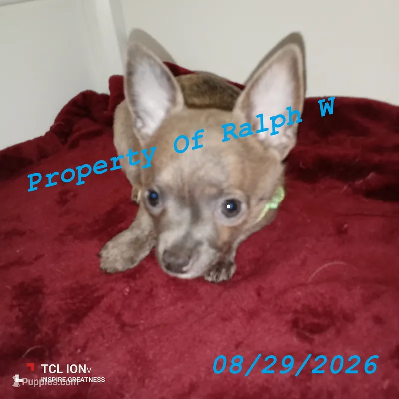 Luna - Chihuahua / Jack Russell Puppy JackChi • FEMALE – Jack Russell Terrier, Chihuahua puppy for sale in Hampton, VA