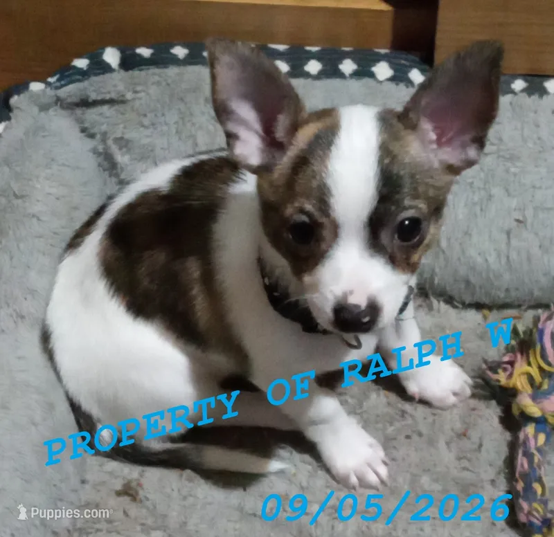 Patches - Chihuahua / Jack Russell Puppy " Jack Chi " – Jack Russell Terrier, Chihuahua puppy for sale in Hampton, VA