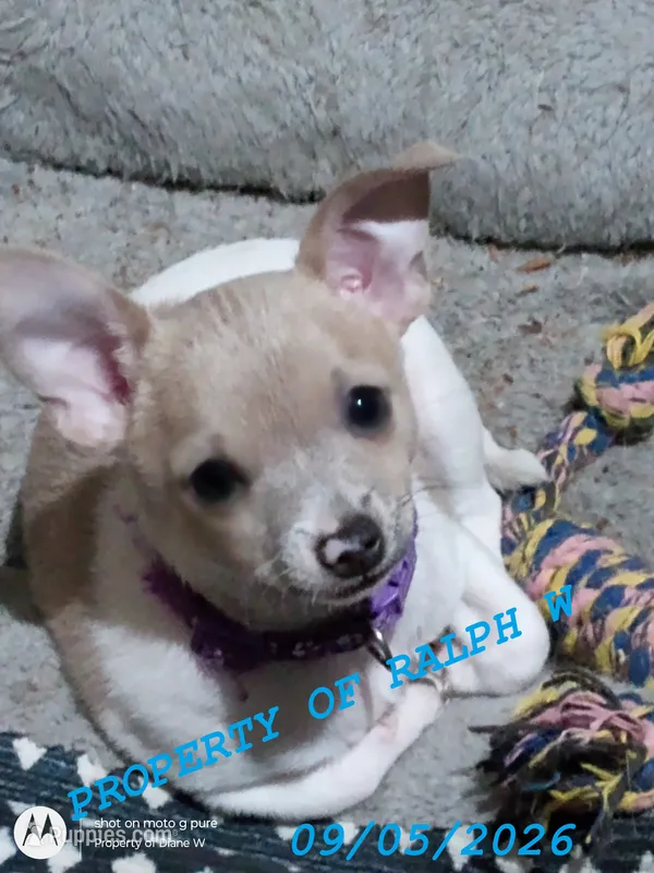 Willow - Chihuahua / Jack Russell Puppy " Jack Chi " – Jack Russell Terrier, Chihuahua puppy for sale in Hampton, VA