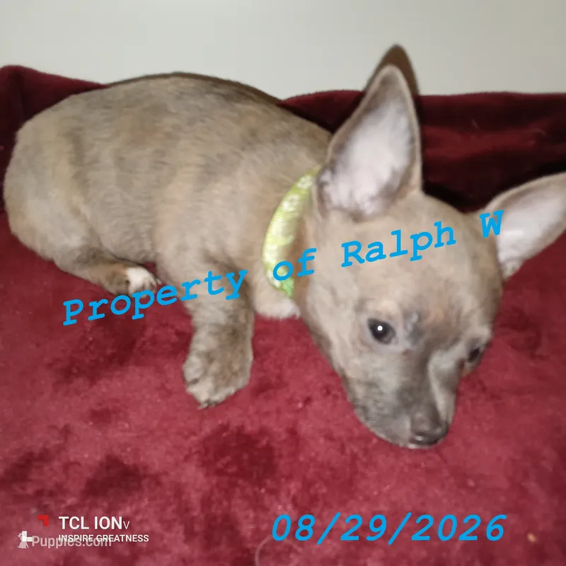 Luna - Chihuahua / Jack Russell Puppy JackChi • FEMALE – Jack Russell Terrier, Chihuahua puppy for sale in Hampton, VA