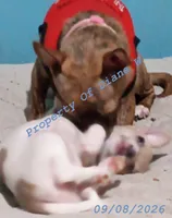 Willow - Girl Puppy - Small Breed  - Chihuahua / Jack Russell , a female Jack Russell Terrier and Chihuahua for sale in Hampton, VA – 2 of 6