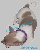 Willow Girl Puppy - Small Breed - Jack Chi - Chihuahua / Jack Russell , a female Jack Russell Terrier and Chihuahua for sale in Hampton, VA – 4 of 5