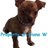 Boy 2 - Chihuahua / Jack Russell Puppy, a male Jack Russell Terrier and Chihuahua for sale in Hampton, VA – Photo 1 of 4