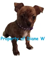 Boy2, a male Jack Russell Terrier and Chihuahua for sale in Hampton, VA – Photo 1 of 2