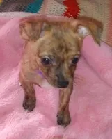 Boy 2 - Chihuahua / Jack Russell Puppy, a male Jack Russell Terrier and Chihuahua for sale in Hampton, VA – Photo 3 of 4