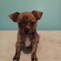 Boy 2 - Chihuahua / Jack Russell Puppy, a male Jack Russell Terrier and Chihuahua for sale in Hampton, VA – Photo 2 of 4