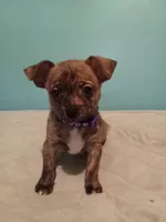 Boy2, a male Jack Russell Terrier and Chihuahua for sale in Hampton, VA – Photo 2 of 2