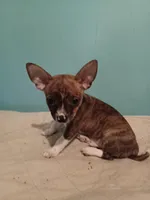 Boy1, a male Jack Russell Terrier and Chihuahua for sale in Hampton, VA – Photo 2 of 2