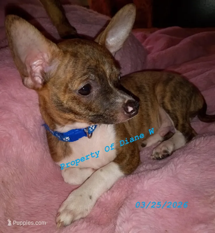 JackChi Chihuahua / Jack Russell Puppy  – Jack Russell Terrier, Chihuahua puppy for sale in Hampton, VA