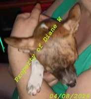 Chihuahua / Jack Russell Puppy , a male Jack Russell Terrier and Chihuahua for sale in Hampton, VA – Photo 4 of 6