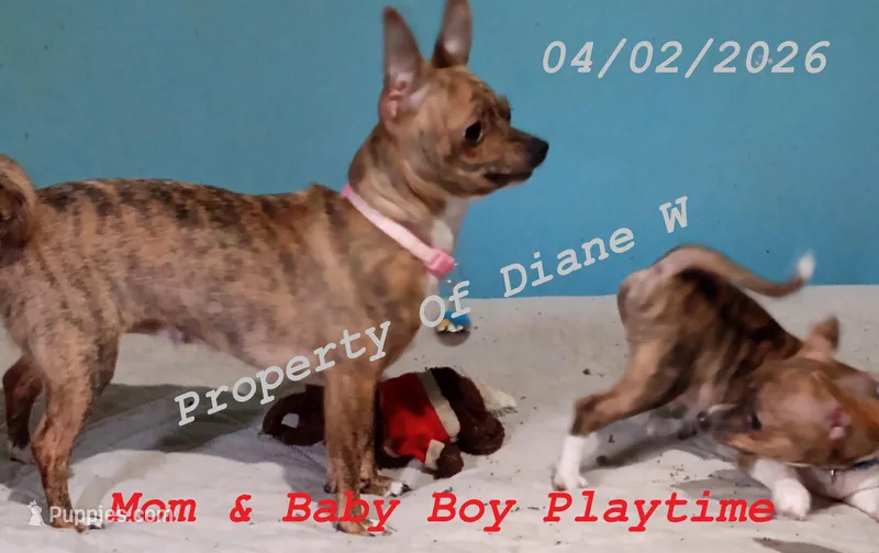 Boy Chihuahua / Jack Russell Puppy  – Jack Russell Terrier, Chihuahua puppy for sale in Hampton, VA