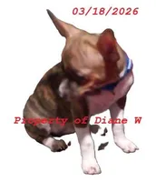 Boy Small Breed - Chihuahua / Jack Russell Puppy , a male Jack Russell Terrier and Chihuahua for sale in Hampton, VA – Photo 2 of 5