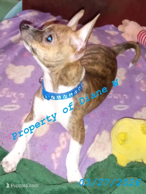 Puppy Chihuahua / Jack Russell – Jack Russell Terrier, Chihuahua puppy for sale in Hampton, VA