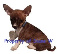 Boy1, a male Jack Russell Terrier and Chihuahua for sale in Hampton, VA – Photo 1 of 2