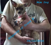 Puppy Chihuahua / Jack Russell, a male Jack Russell Terrier and Chihuahua for sale in Hampton, VA – Photo 5 of 8