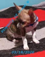 JackChi Chihuahua / Jack Russell Puppy , a male Jack Russell Terrier and Chihuahua for sale in Hampton, VA – Photo 9 of 9