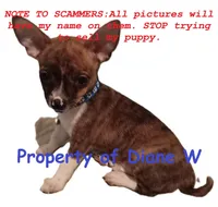 Chihuahua / Jack Russell Puppy , a male Jack Russell Terrier and Chihuahua for sale in Hampton, VA – Photo 1 of 6