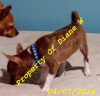 Chihuahua / Jack Russell Puppy , a male Jack Russell Terrier and Chihuahua for sale in Hampton, VA – Photo 3 of 6