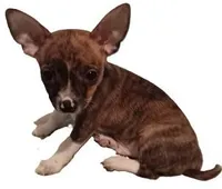 Boy Small Breed - Chihuahua / Jack Russell Puppy , a male Jack Russell Terrier and Chihuahua for sale in Hampton, VA – Photo 5 of 5