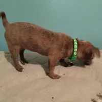 Girl 2 - Chihuahua / Jack Russell Puppy, a female Jack Russell Terrier and Chihuahua for sale in Hampton, VA – Photo 3 of 4