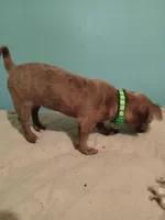 Girl2, a female Jack Russell Terrier and Chihuahua for sale in Hampton, VA – Photo 2 of 2