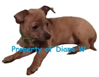 Girl2, a female Jack Russell Terrier and Chihuahua for sale in Hampton, VA – Photo 1 of 2