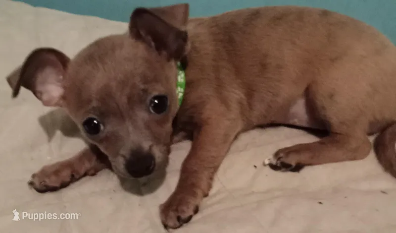 Girl 2 JackChi Puppy