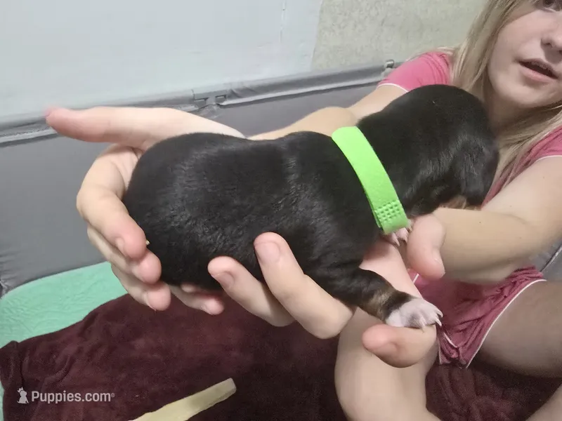 Charlie – Miniature Dachshund puppy for sale in Wolbach, NE