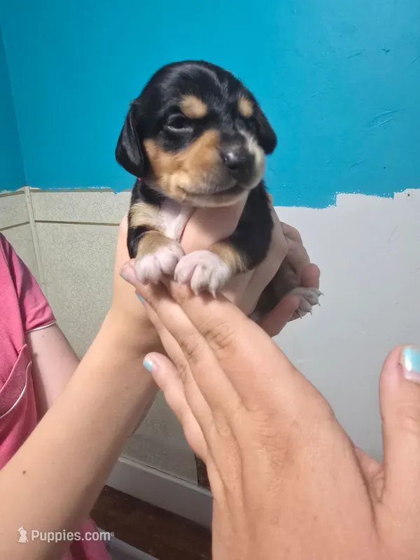 Bullseye – Miniature Dachshund puppy for sale in Wolbach, NE