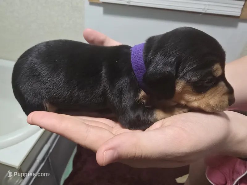 Lily – Miniature Dachshund puppy for sale in Wolbach, NE