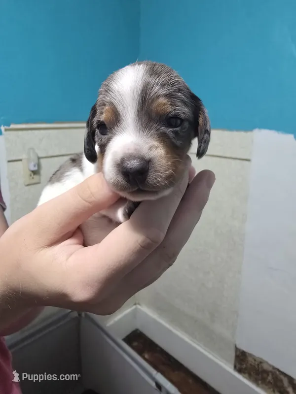 Lucy – Miniature Dachshund puppy for sale in Wolbach, NE