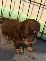 Sunny, a male Dachshund for sale in Farmville, VA – Photo 1 of 2